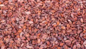 Premium Dried Cocoa Beans Available