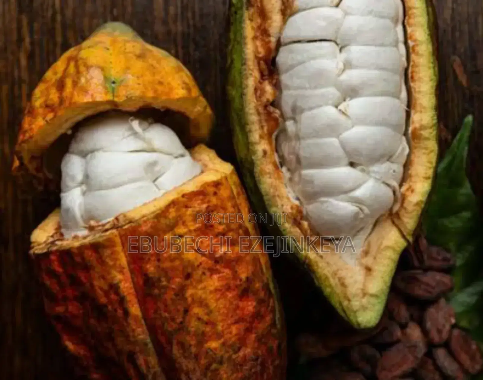 Premium Dried Cocoa Beans Available