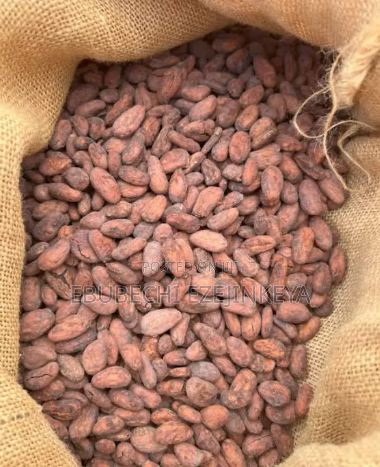 Premium Dried Cocoa Beans Available