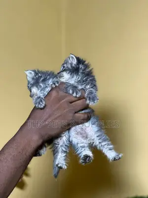 1-3 months Male Purebred Persian