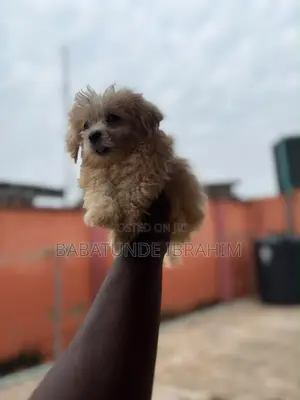 1-3 months Male Purebred Lhasa Apso