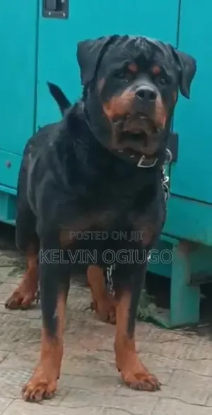 1+ year Female Purebred Rottweiler