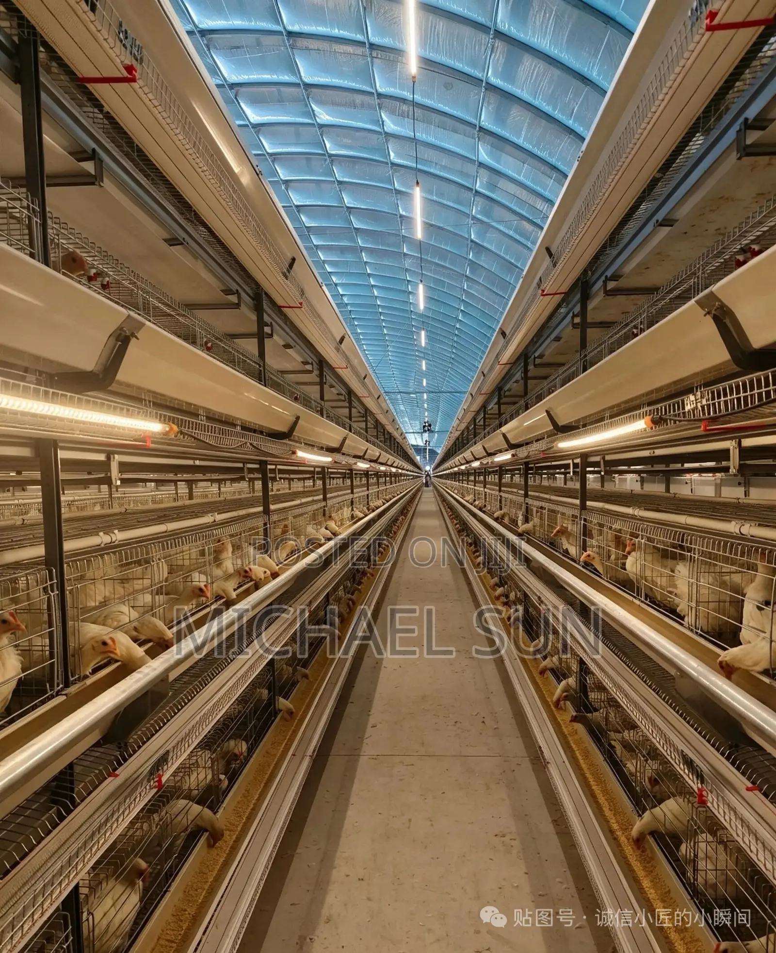 Chicken Layer Cages Poultry Cages Battery Cage