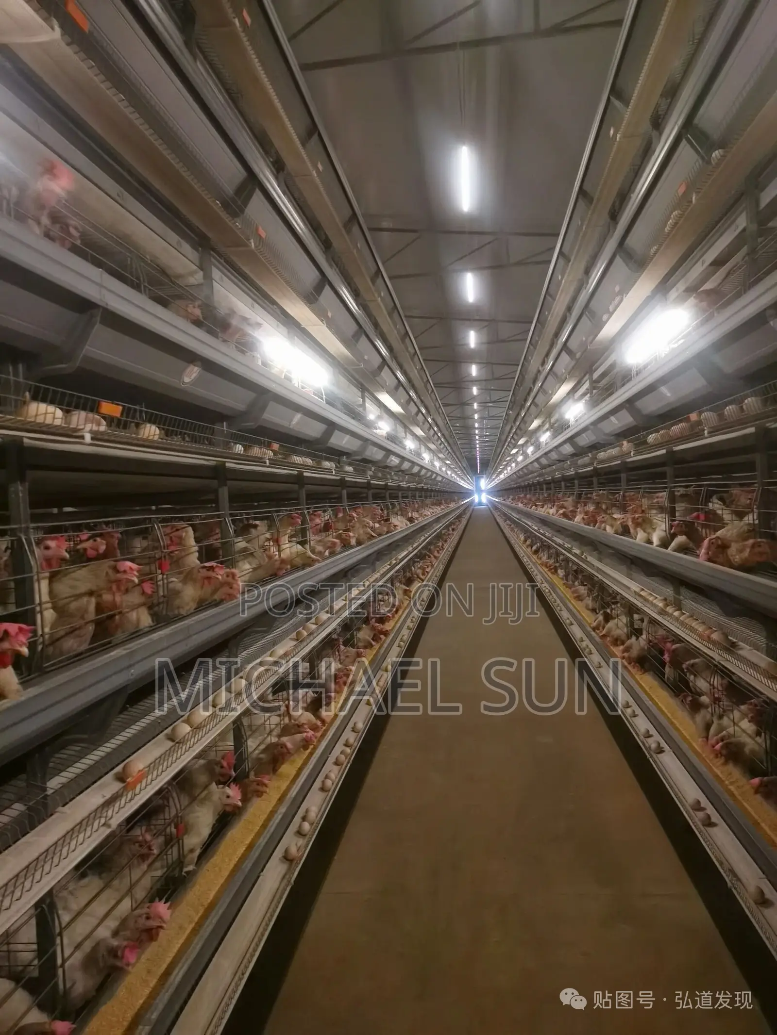 Chicken Layer Cages Poultry Cages Battery Cage