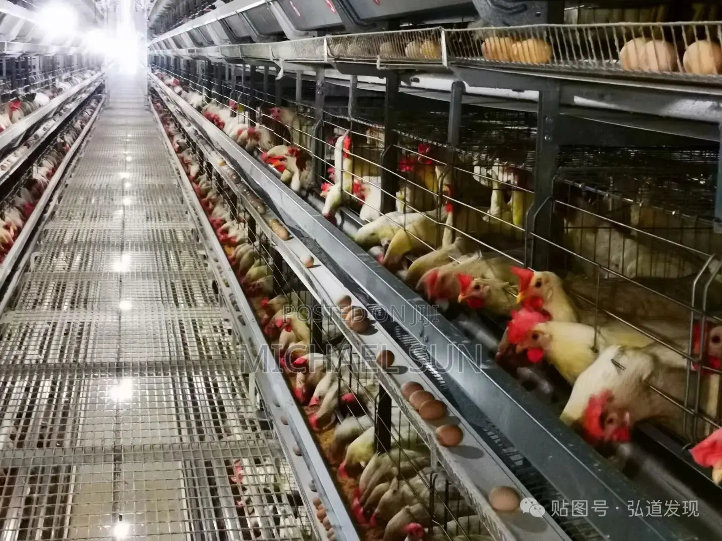 Chicken Layer Cages Poultry Cages Battery Cage