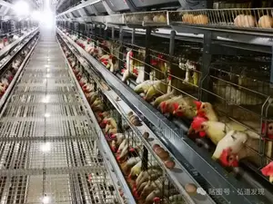 Chicken Layer Cages Poultry Cages Battery Cage