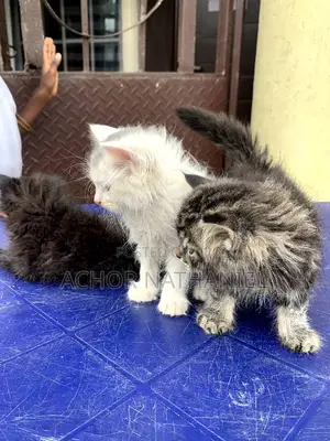1-3 months Male Purebred Persian
