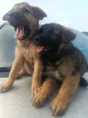 1-3 months Female Purebred German Shepherd