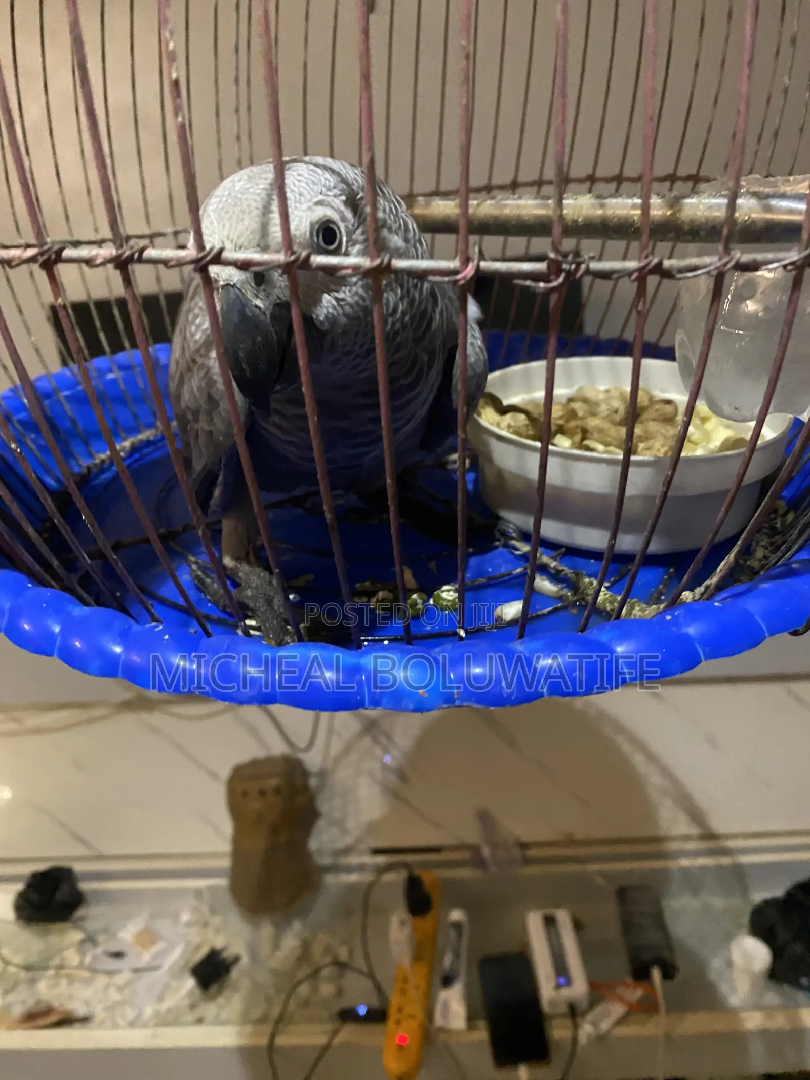 African Gray Bird Parrot
