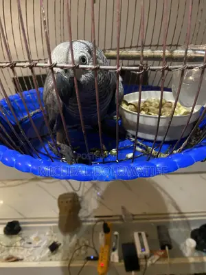 African Gray Bird Parrot