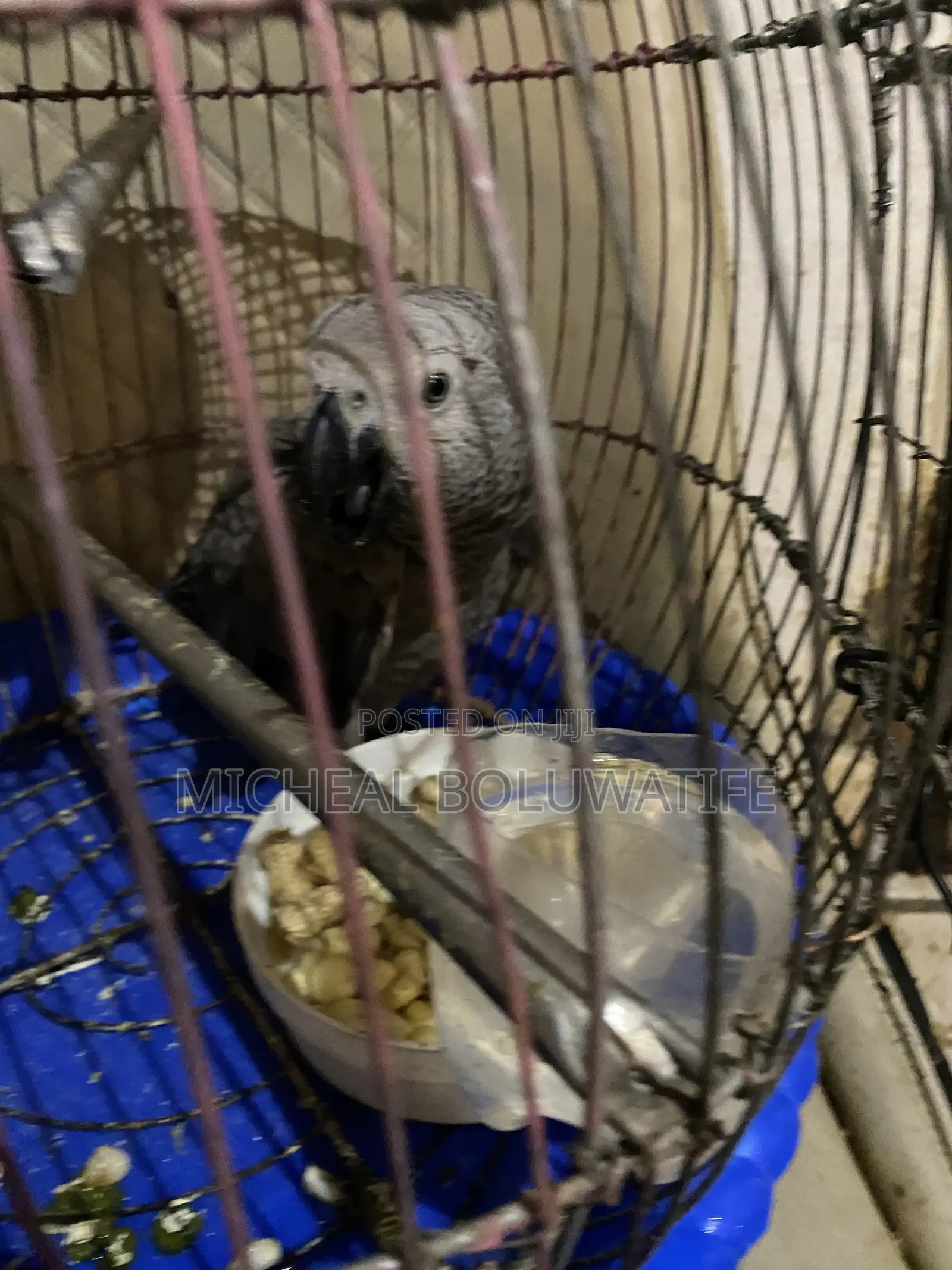 African Gray Bird Parrot