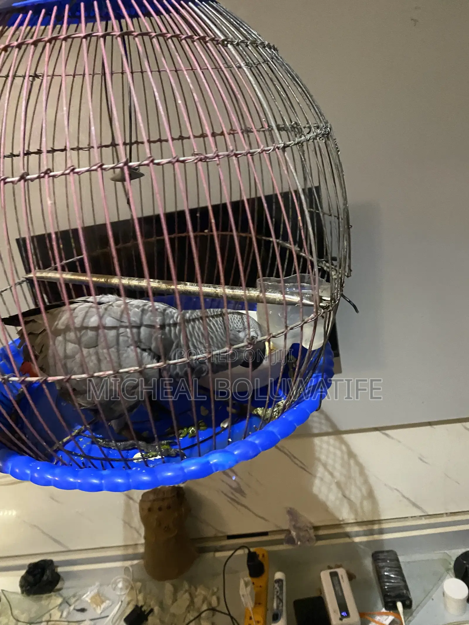 African Gray Bird Parrot