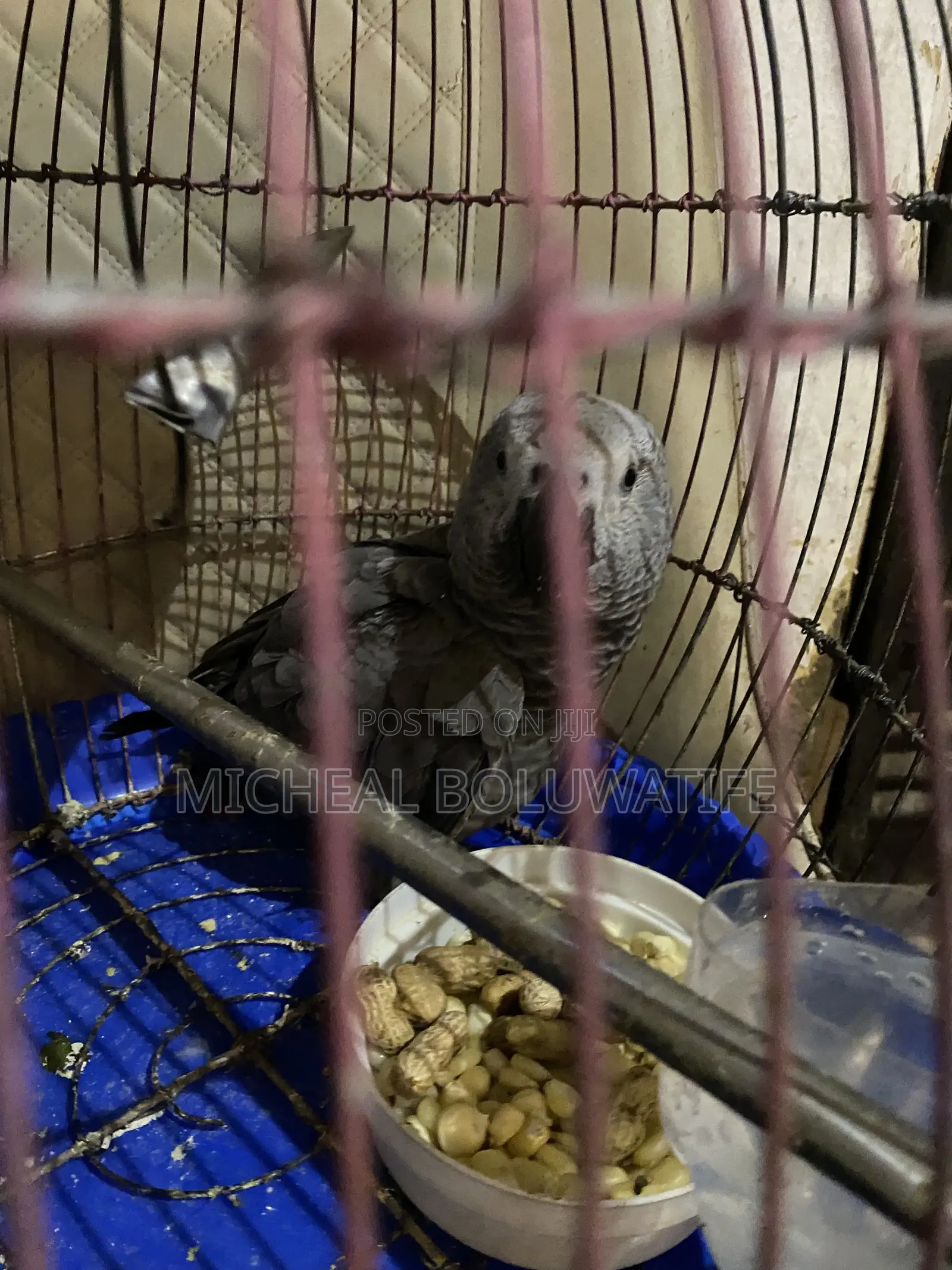 African Gray Bird Parrot