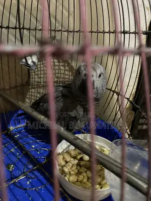 African Gray Bird Parrot