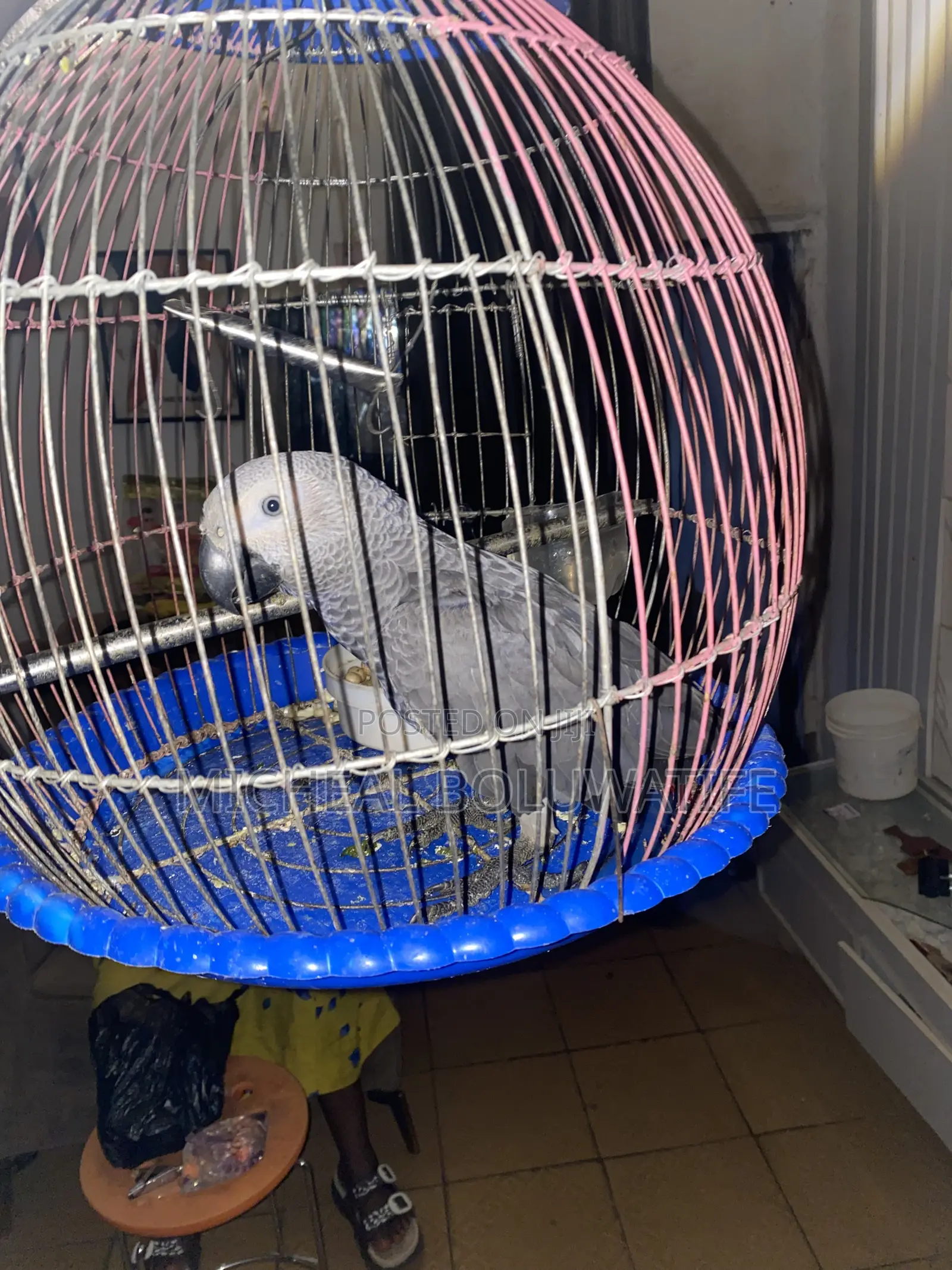 African Gray Bird Parrot