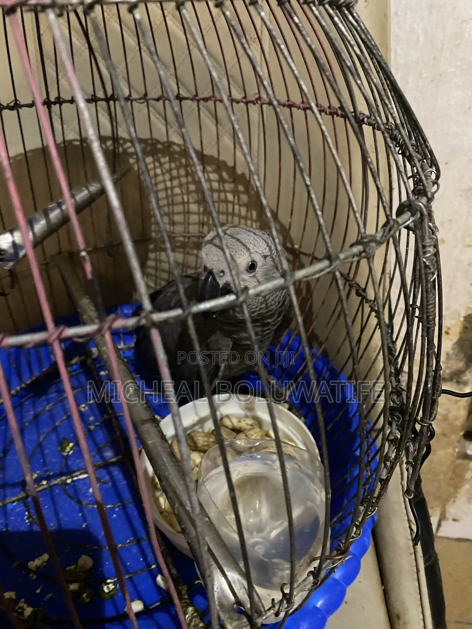 African Gray Bird Parrot