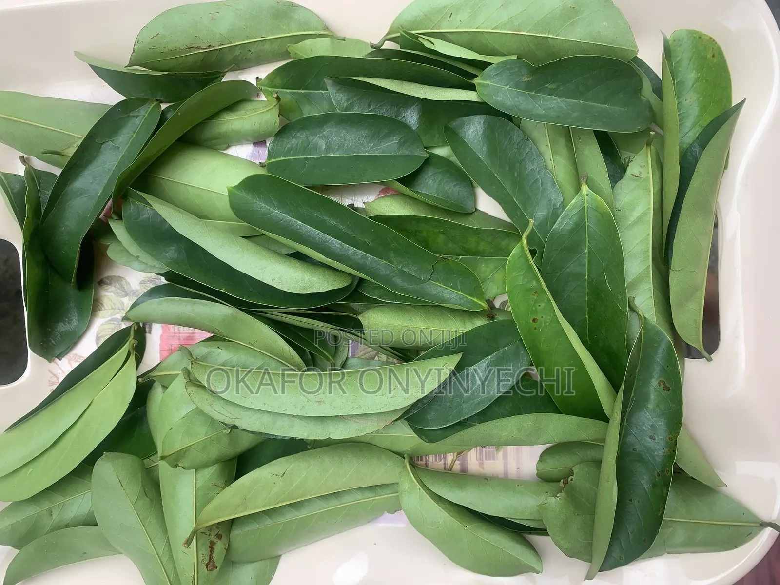 Fresh Soursop Leaves