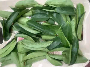 Fresh Soursop Leaves