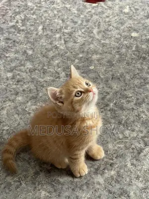 1-3 months Female Purebred Persian