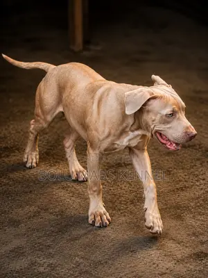 3-6 months Male Mixed Breed American Pit Bull Terrier