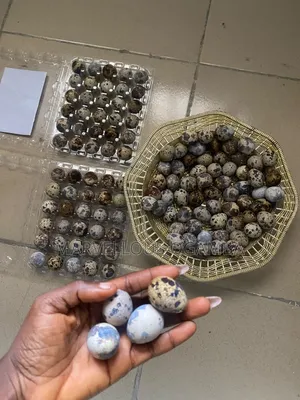 Premium Quail Eggs