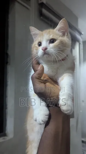1-3 months Male Mixed Breed Tonkinese