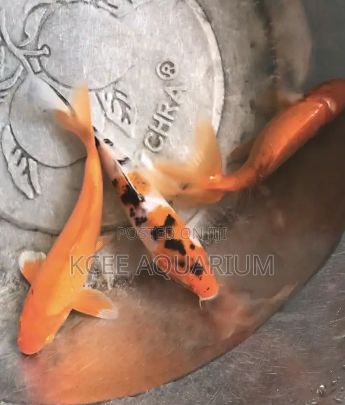 Japanese Koi Carp