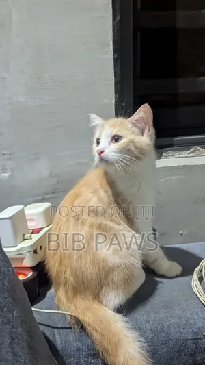 1-3 months Male Mixed Breed Tonkinese