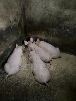 Piglets / Small Pig / Baby Boar / Quality Hog / Good Breed Swine