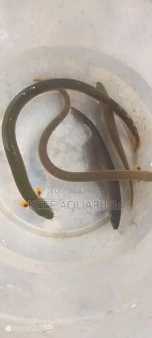 Lope Fishes