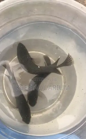 Rope Fishes