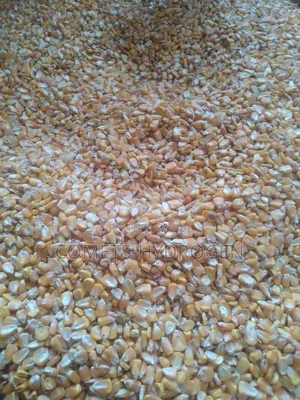 Clean Bags of Taraba Corn Maize Dry, Stone-Free at Best Price Available!