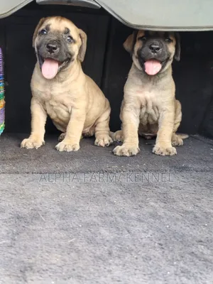 1-3 months Female Purebred Boerboel