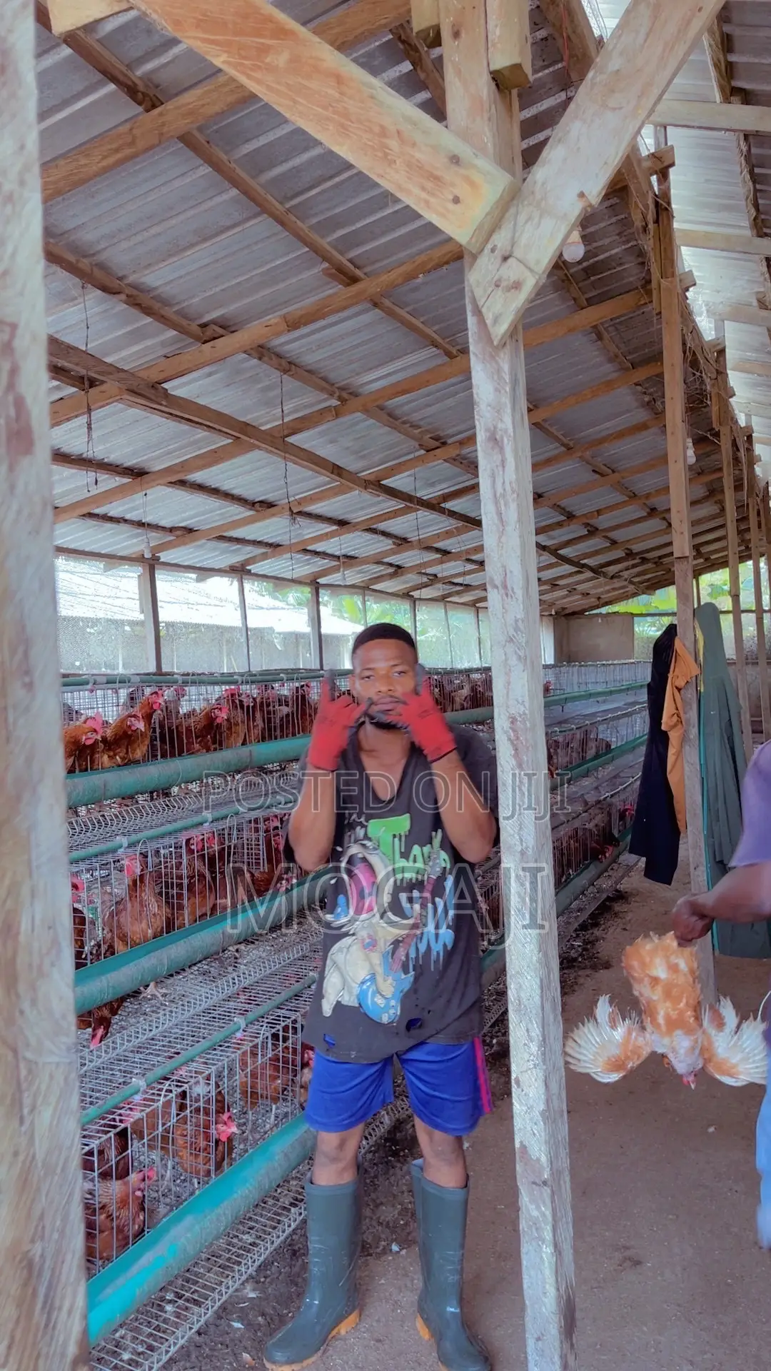 Battery Cage