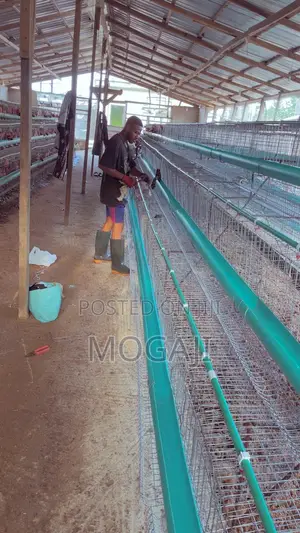 Battery Cage