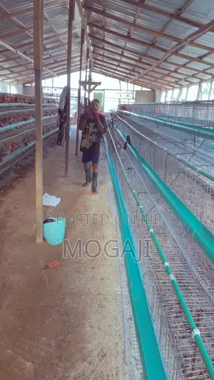 Battery Cage