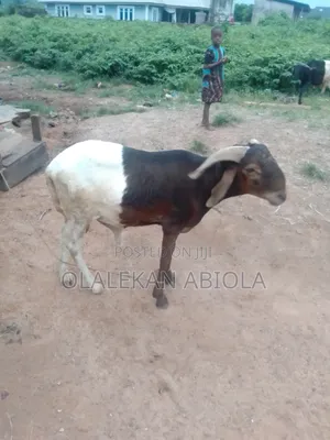 It Is a 4 Year Ram