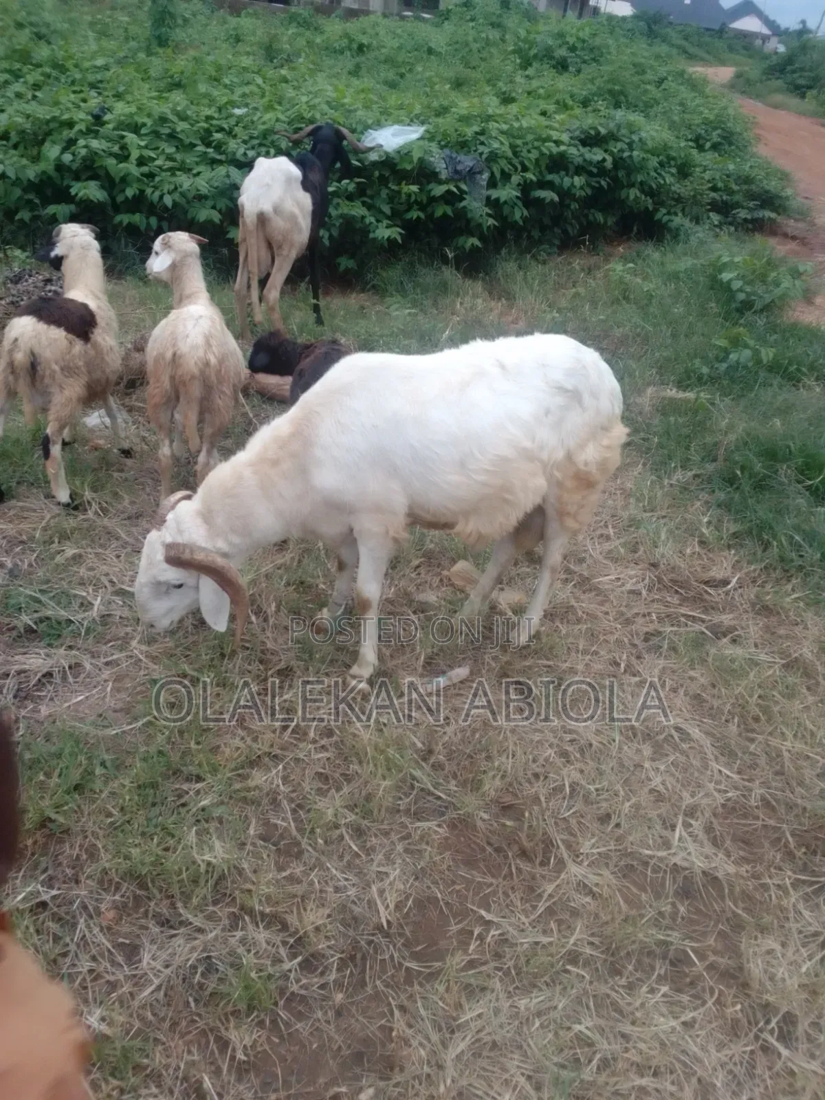 It Is a 4 Year Ram