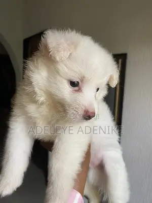 1-3 months Male Purebred American Eskimo