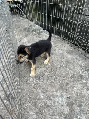 1-3 months Male Purebred German Shepherd