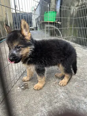 1-3 months Male Purebred German Shepherd