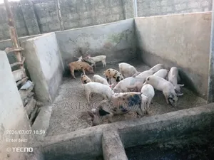 Weaners and Growers