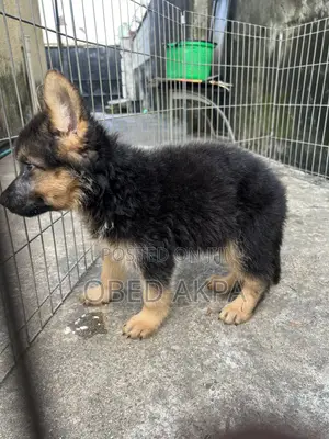 1-3 months Male Purebred German Shepherd