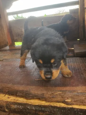 1-3 months Male Purebred Rottweiler