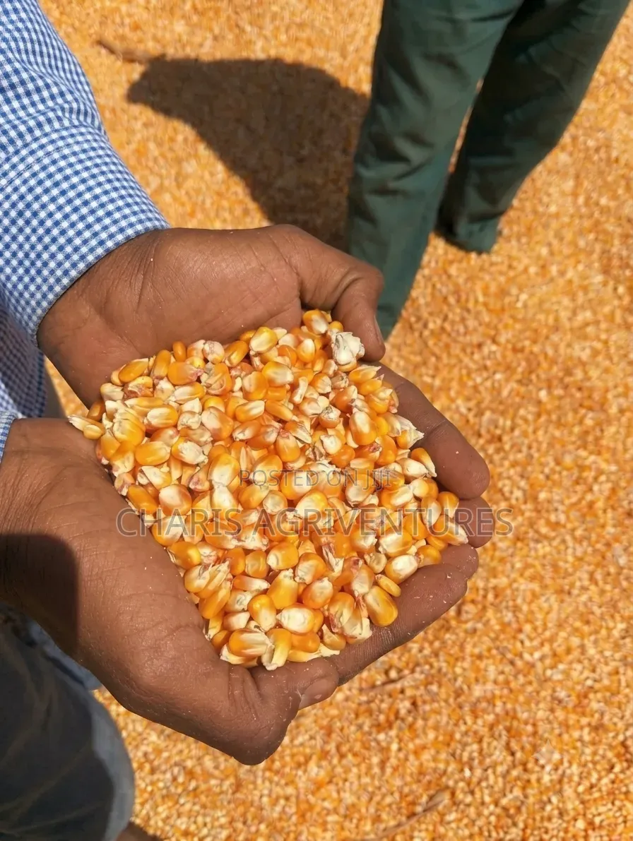 Yellow Dry Maize