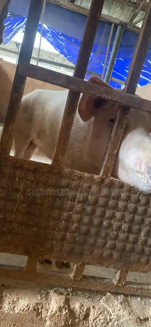 Mature Pigs for Sale