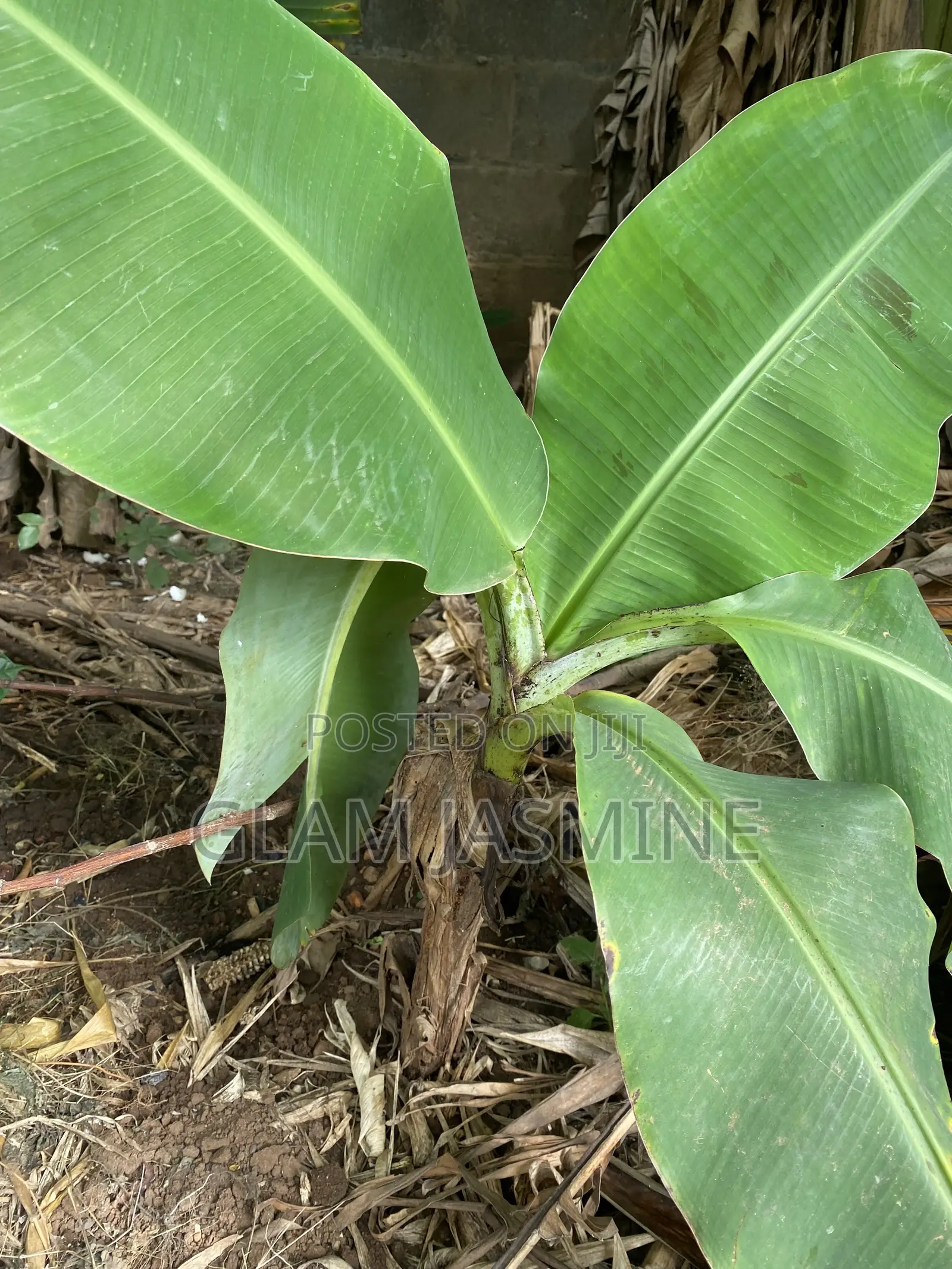 Young Plantain Seedlings