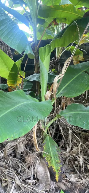 Young Plantain Seedlings