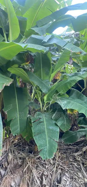 Young Plantain Seedlings