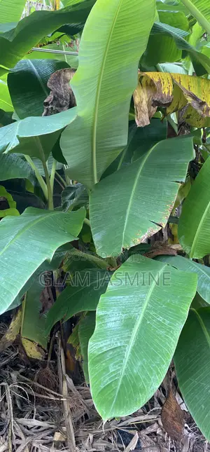 Young Plantain Seedlings